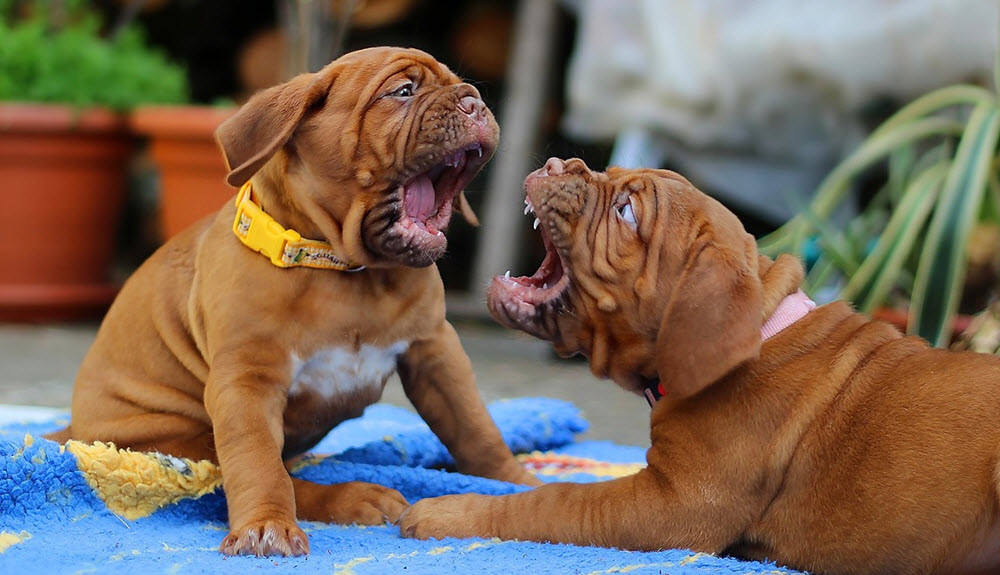 Dogue de bordeaux valpar