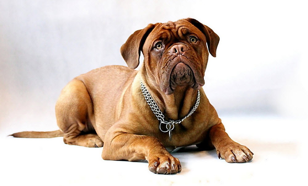 Dogue de bordeaux